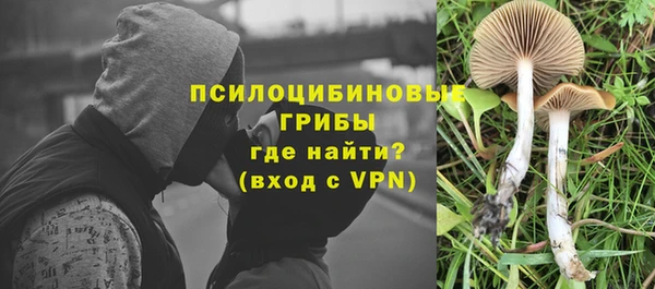 прущие грибы Алексеевка